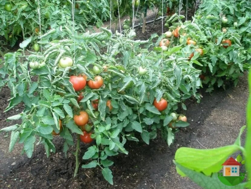 Помидоры в грунте фото The best varieties of early tomatoes for growing in open ground. Catch a cool se