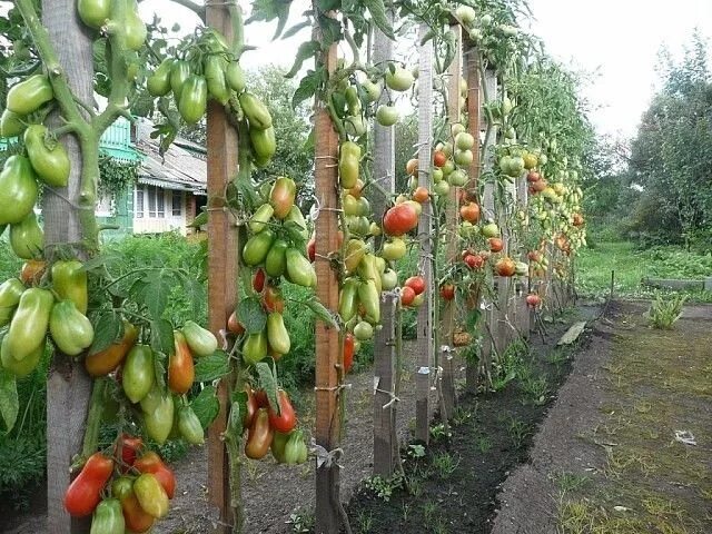 Помидоры в грунте фото Сорта в виде сосулек у низкорослых томатов: С красными плодами: Гулливер-1, Киби