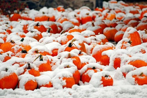 Помидоры в снегу фото Pictures of the day: 31 October 2011 Pumpkin patch, New hampshire, Image of the 