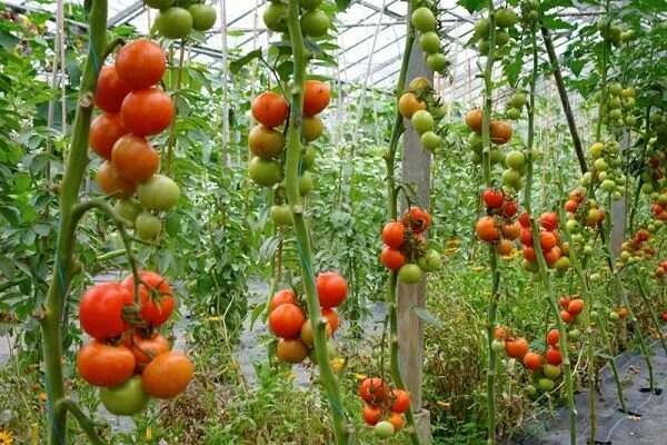 Помидоры в теплице фото mơ thấy cà chua điềm báo gì cho bạn Vegetable farming, Tomato farming, Plant dis