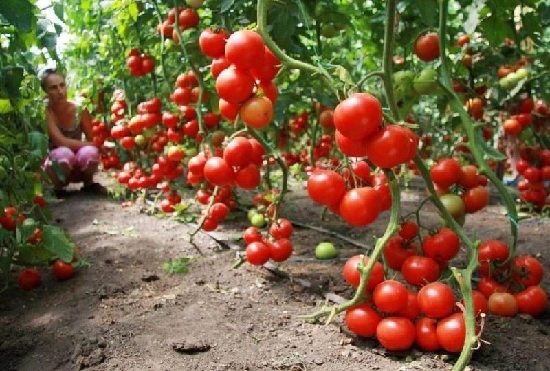 Breeders Seeds Ltd - Vegetables & Fruit - Tomatoes - Bush - Sweet Valentines F1