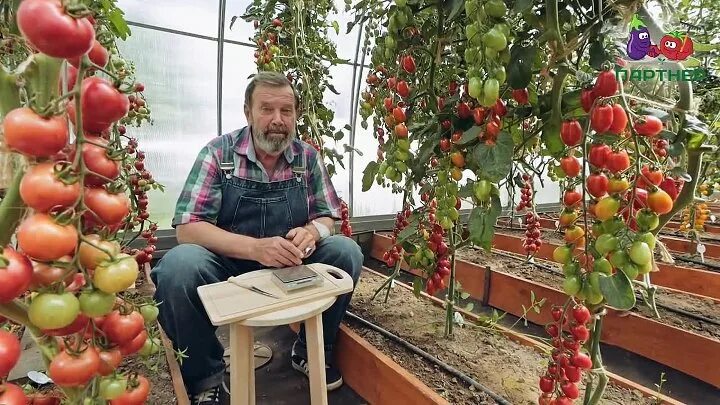 Помидоры ваше благородие описание сорта фото Видео ЗОЛОТАЯ СЕРИЯ ТОМАТОВ! ЧЕРРИ ВАШЕ БЛАГОРОДИЕ F1 OK.RU