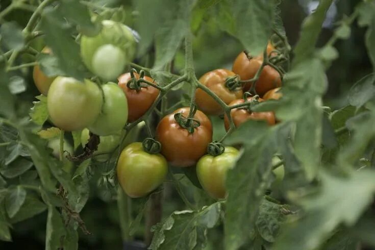 Помидоры вельможа фото Do Your Tomato Plants Need Pruning? Growing tomatoes in containers, Growing orga