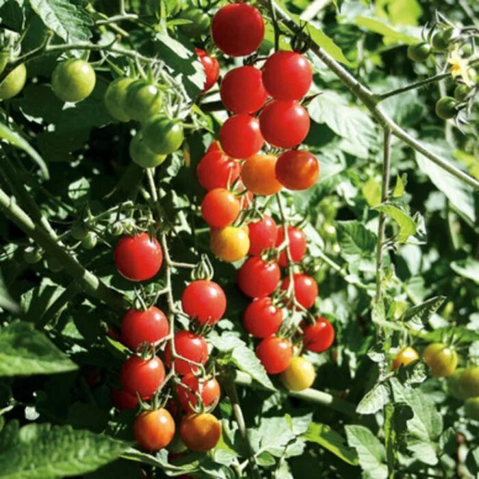 Помидоры верочка фото Jasper Organic Tomato Organic tomatoes, Organic seeds, Tomato seeds