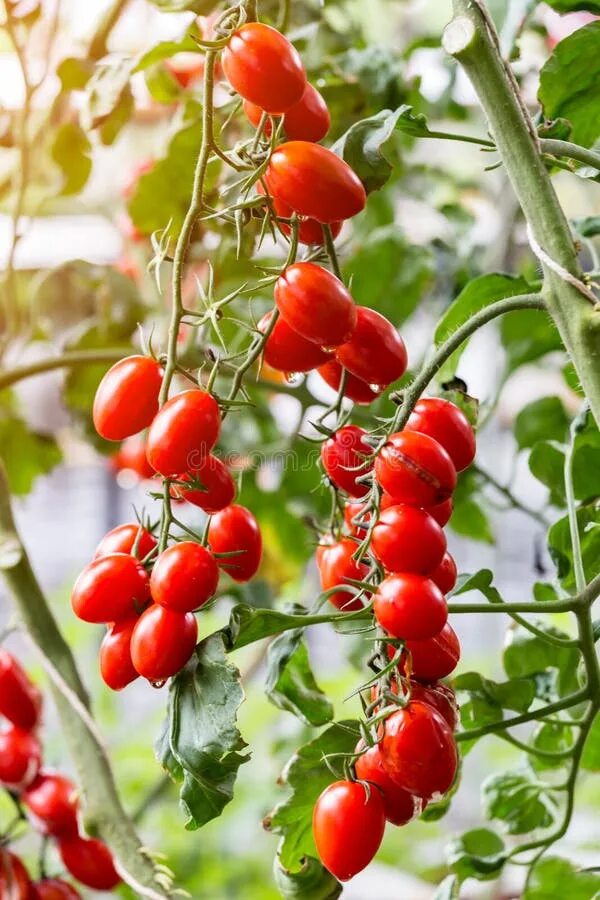 Помидоры вишня фото Red cherry tomato stock photo. Image of cherry, vine - 97230258