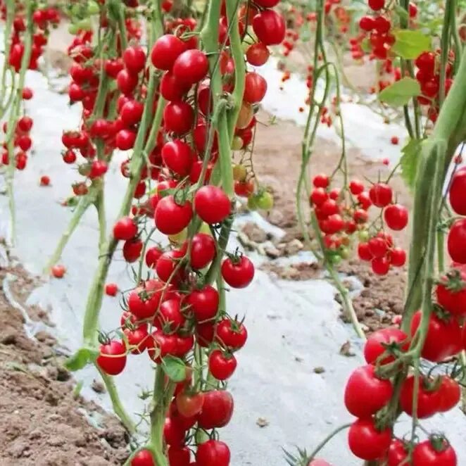 Помидоры вишня фото China Tomatoes Cherry, China Tomatoes Cherry Manufacturers and Suppliers on Alib