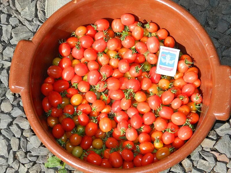 Помидоры вишня фото Томат Вишня Юбби (Cherry Yubbi)