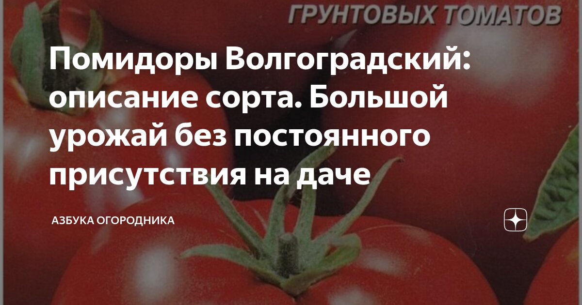 Помидоры волгоградские описание фото отзывы Помидоры Волгоградский: описание сорта. Большой урожай без постоянного присутств