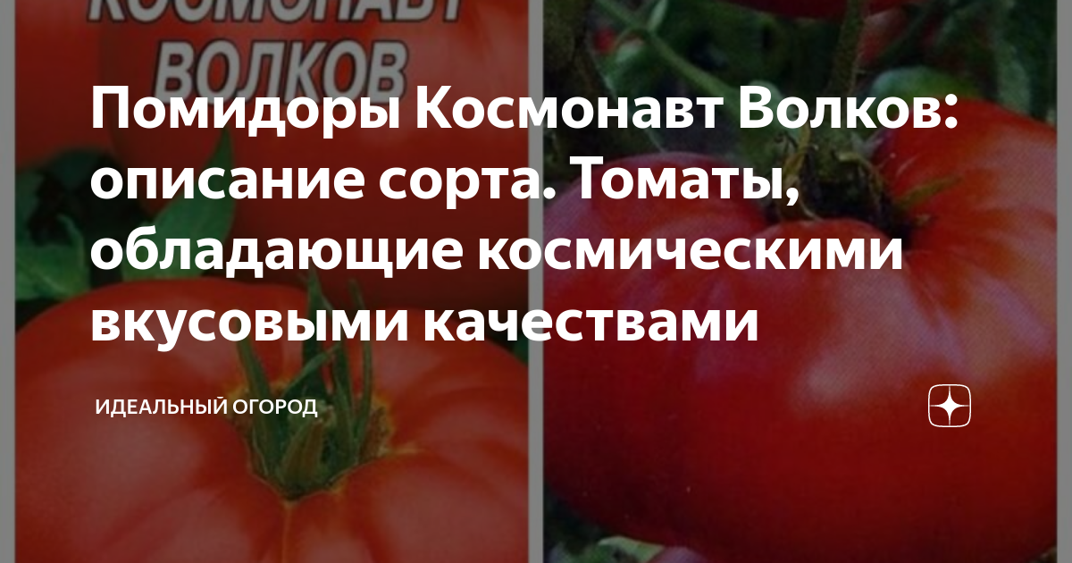 Помидоры волков описание сорта фото отзывы Помидоры Космонавт Волков: описание сорта. Томаты, обладающие космическими вкусо