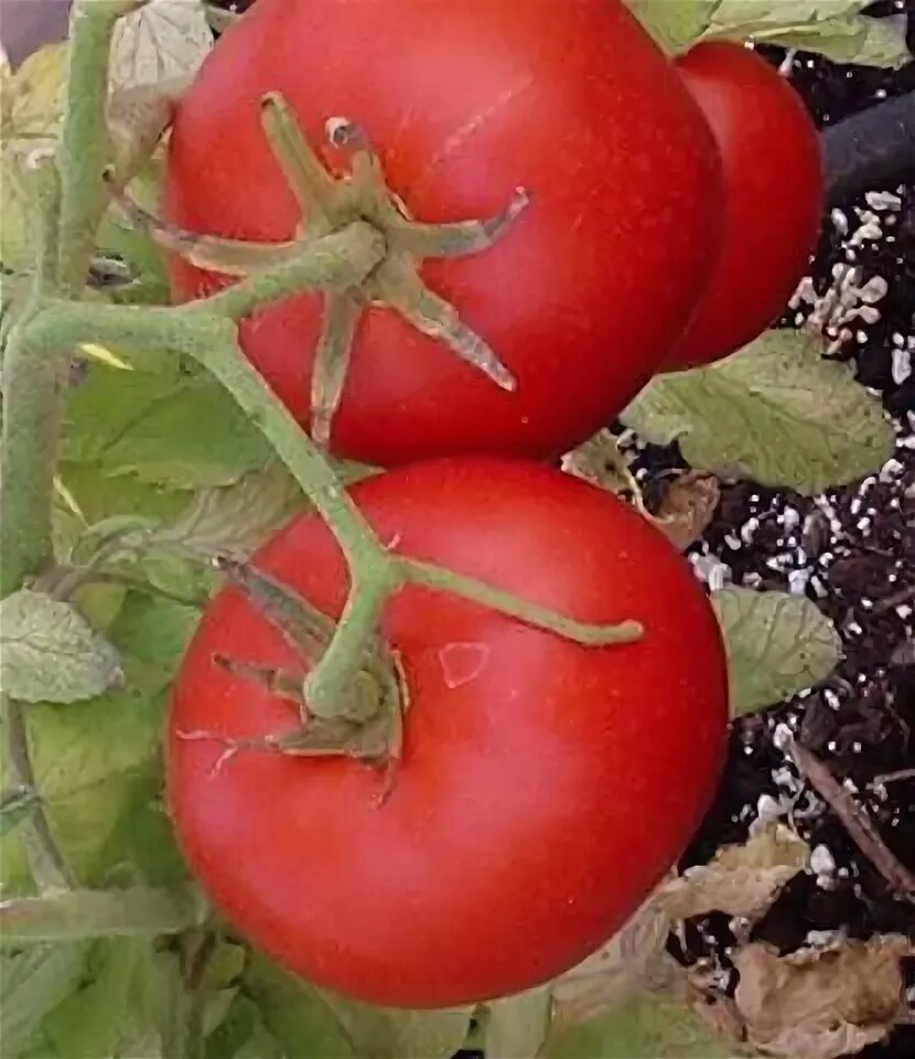 Помидоры волкова фото Organic Non-GMO Cosmonaut Volkov Tomato A Ukrainian heirloom variety named after