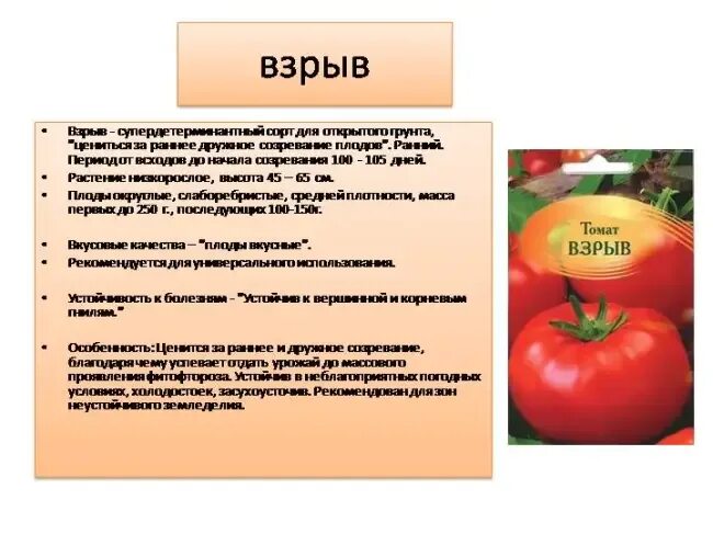 Помидоры взрыв фото и описание Ясный Сокол - сорт растения Томат