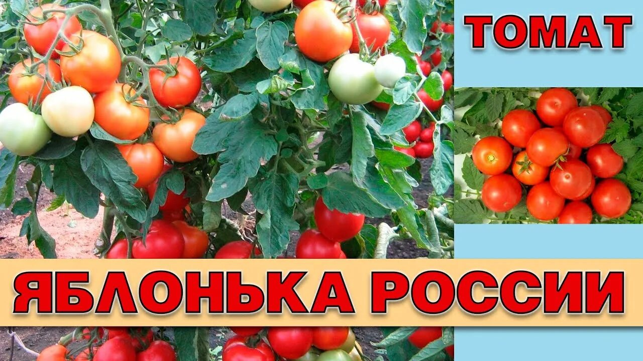 Помидоры яблонька фото ТОМАТ ЯБЛОНЬКА РОССИИ - РАННЕСПЕЛЫЙ ПОПУЛЯРНЫЙ НЕПРИХОТЛИВЫЙ ШТАМБОВЫЙ СОРТ ДЛЯ 