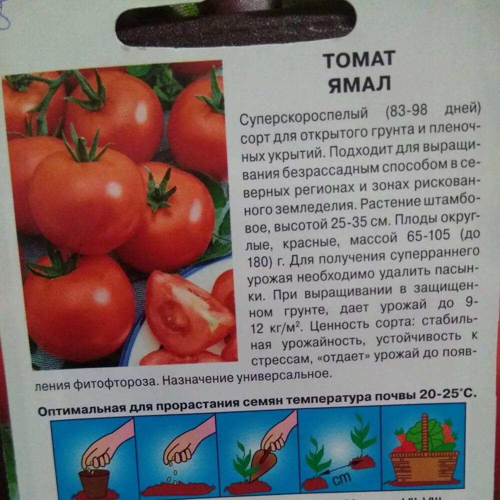 Помидоры ямал описание сорта фото отзывы Томат ямал характеристика и описание сорта фото отзывы урожайность фото - Arhids
