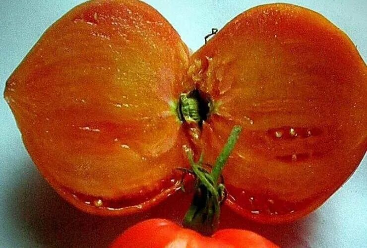 Помидоры японка фото Томаты Японка: описание, урожайность и вкус сорта Антонов сад - дача и огород Дз