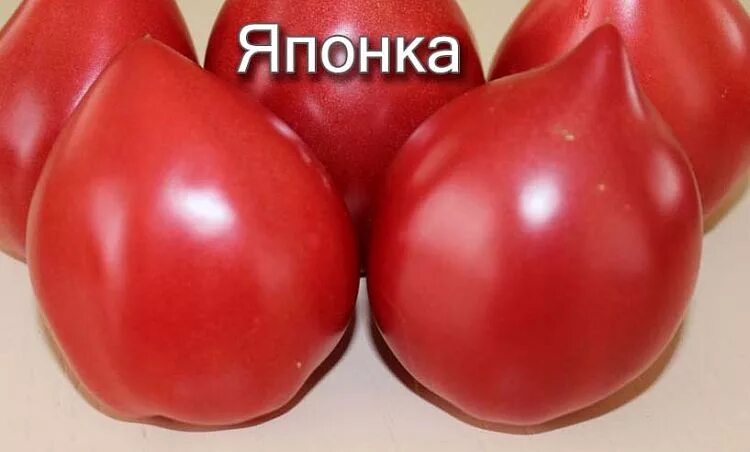 Помидоры японка фото Сорт помидор японка - MosRosa.ru