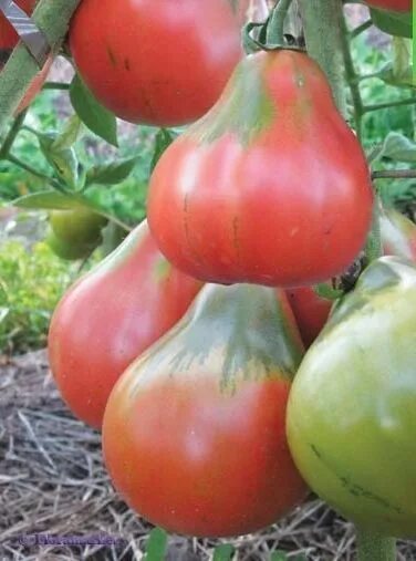 Помидоры японский трюфель фото Pin on Hortaliças Tomato seeds, Organic vegetables, Organic vegetable seeds