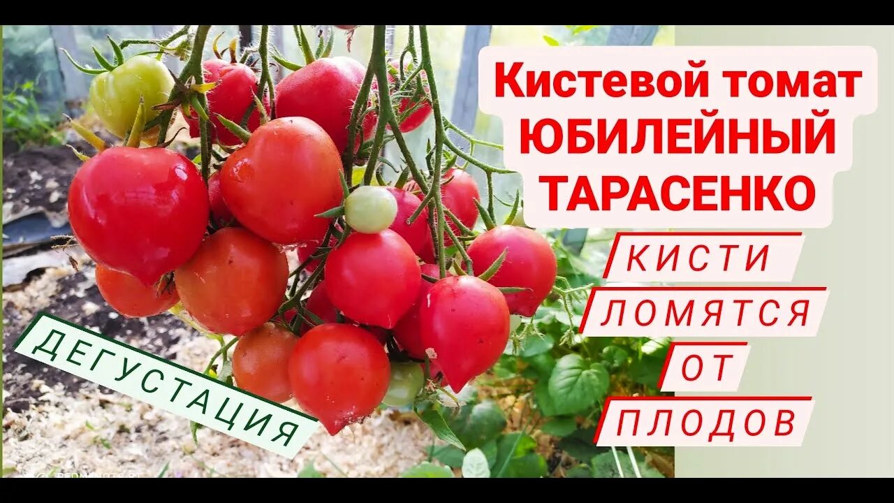 Помидоры юбилейный тарасенко описание сорта фото Кистевой томат ЮБИЛЕЙНЫЙ ТАРАСЕНКО! Всем советую вырастить! Дача удачи - YouTube