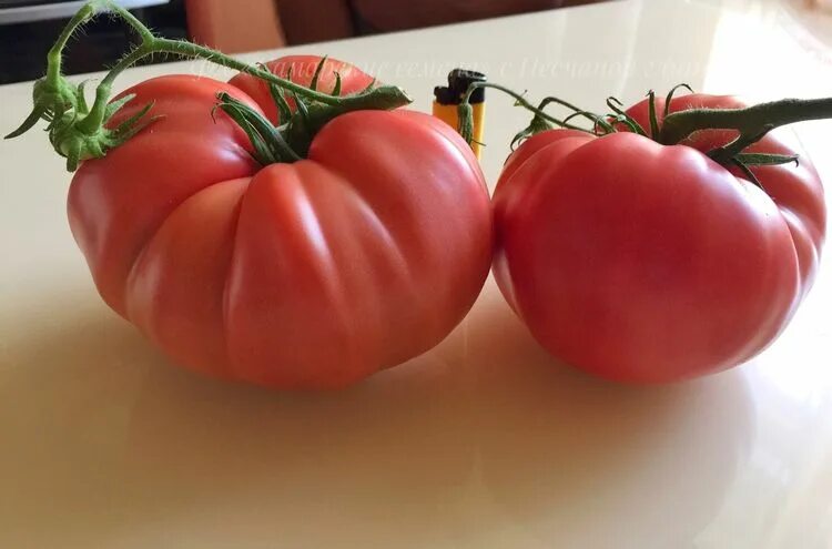 Помидоры юсуповский отзывы фото Семена Томат Юсуповский розовый: описание сорта, фото - купить с доставкой или п