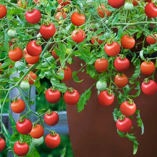 Помидоры южные фото Tumbling Tom Red Tomato Hanging tomato plants, Tomato hanging basket, Growing to