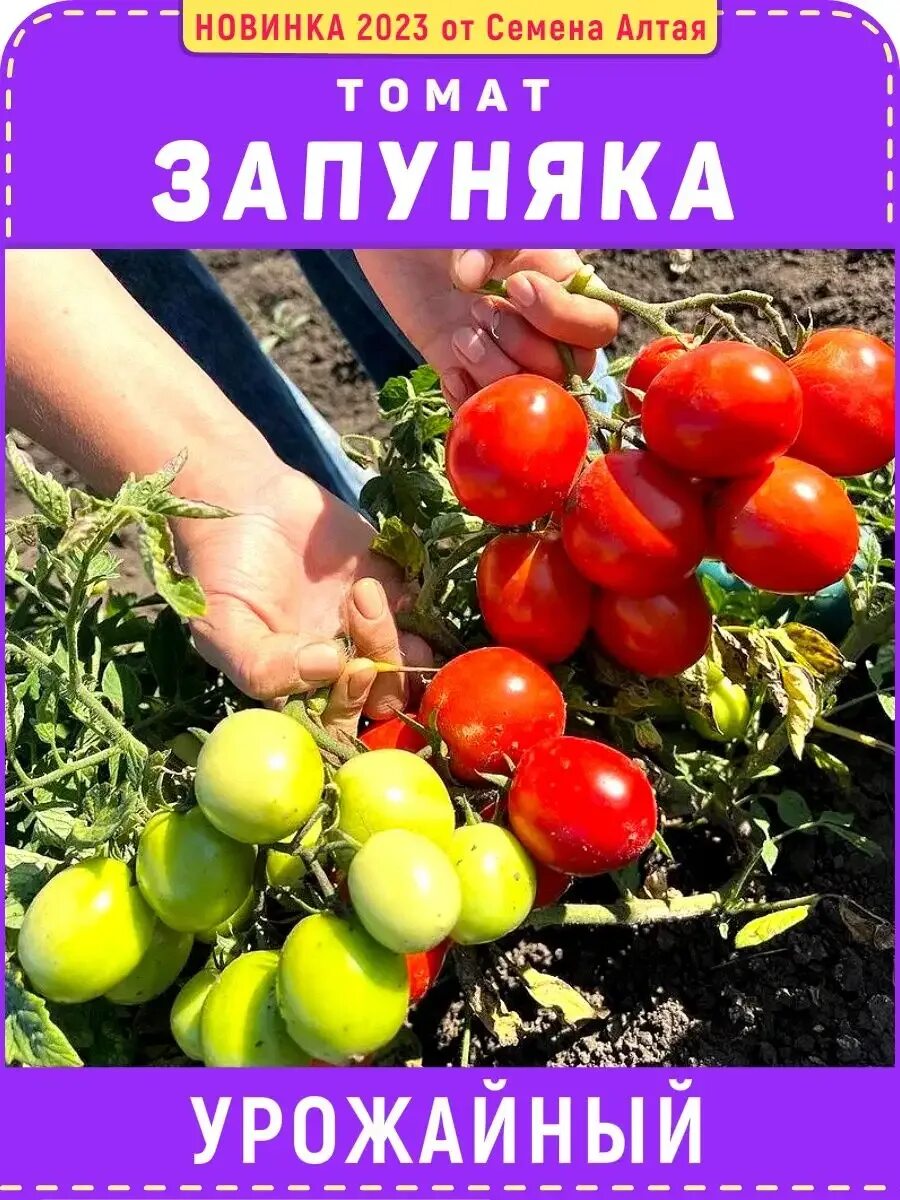 Помидоры запуняка фото Картинки ТОМАТЫ ЗАПУНЯКА АЛТАЙСКИЕ