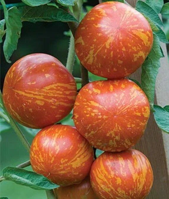 Помидоры зебра фото Tomato Red Zebra Heirloom Seed 15 - Etsy Tomato garden, Heirloom tomato seeds, H