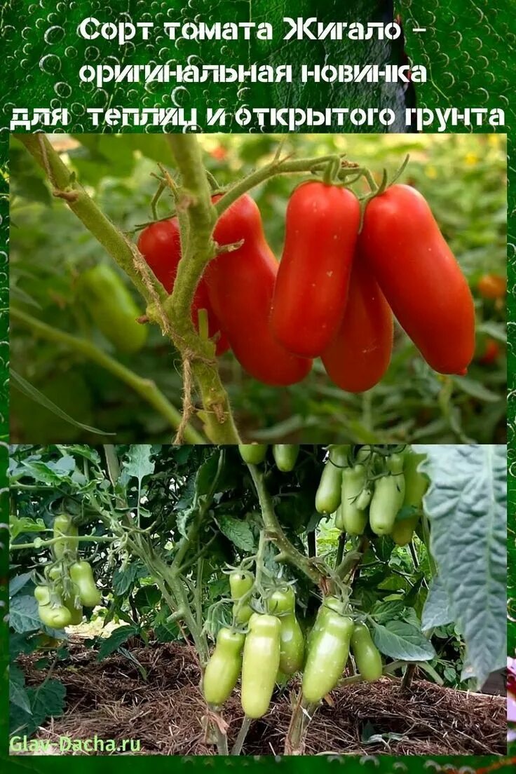 Помидоры жигало описание сорта фото отзывы сорт томата Жигало Stuffed peppers, Vegetables