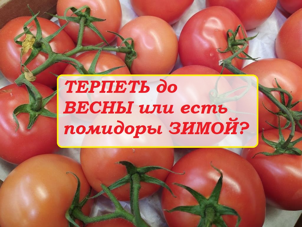 Помидоры зимние описание сорта фото отзывы Никогда не покупаем помидоры зимой, весной и осенью