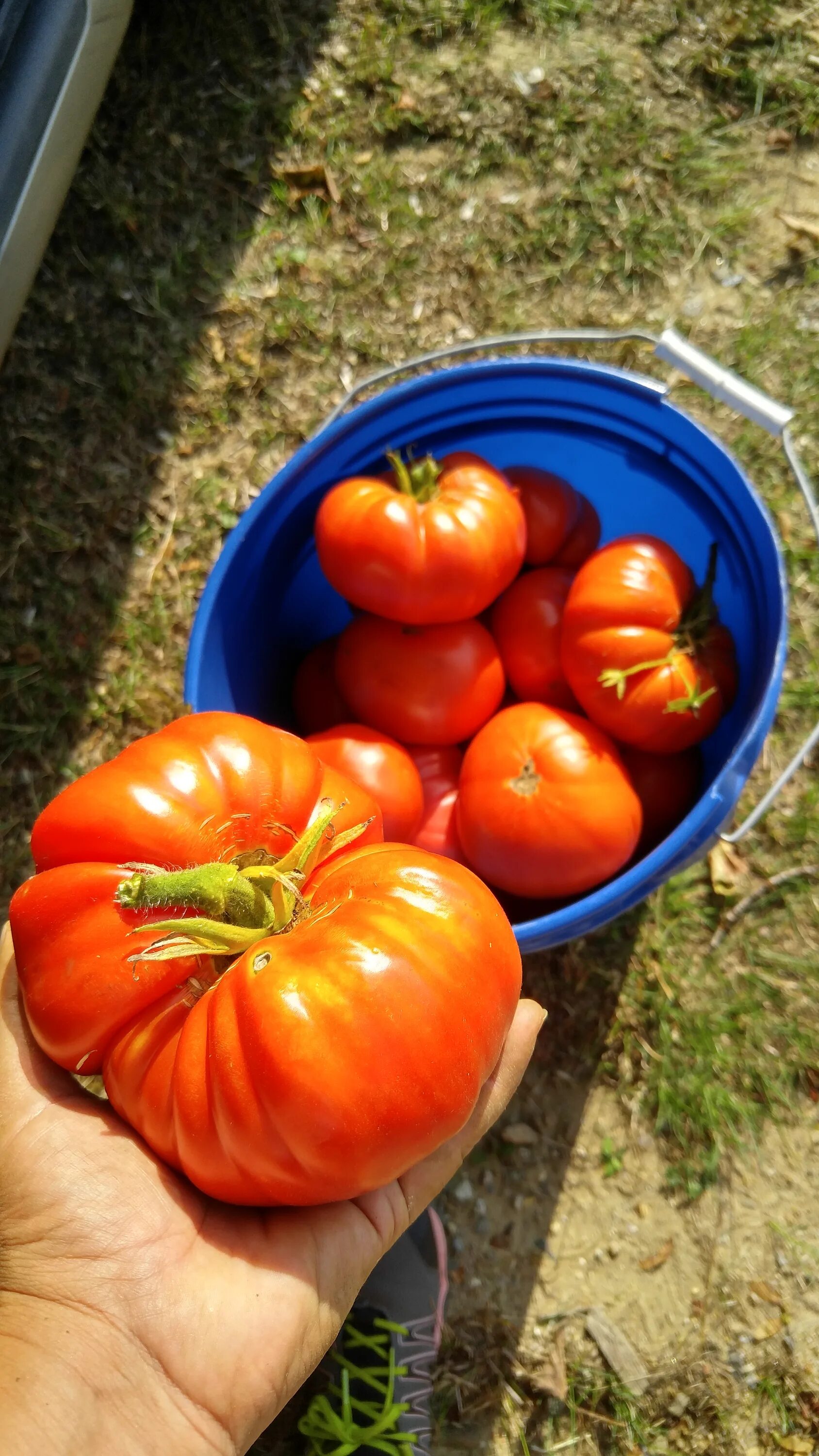 Помидоры зимние описание сорта фото отзывы Images Gratuites : Frais, tomates, choisi, jardin, été, récolte, seau, Aliments 