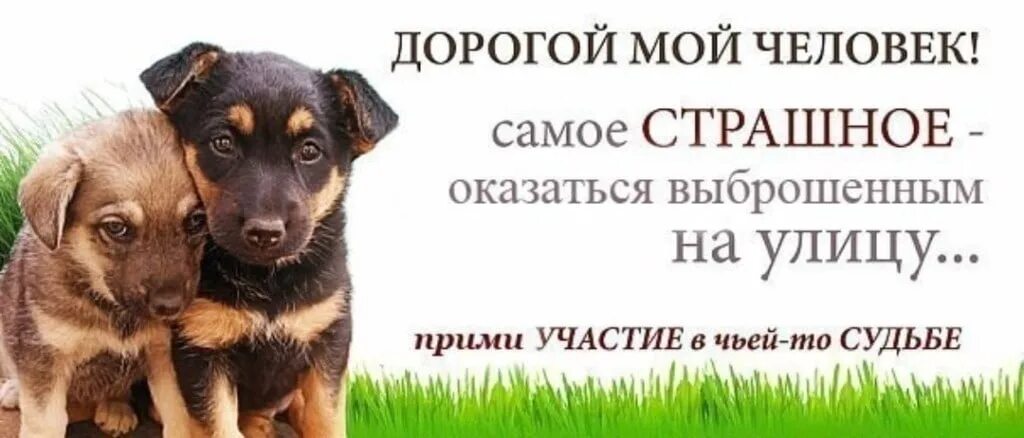 Помоги бездомным животным картинки Dear citizens, concerned residents of the city made an Appeal to the heads of th