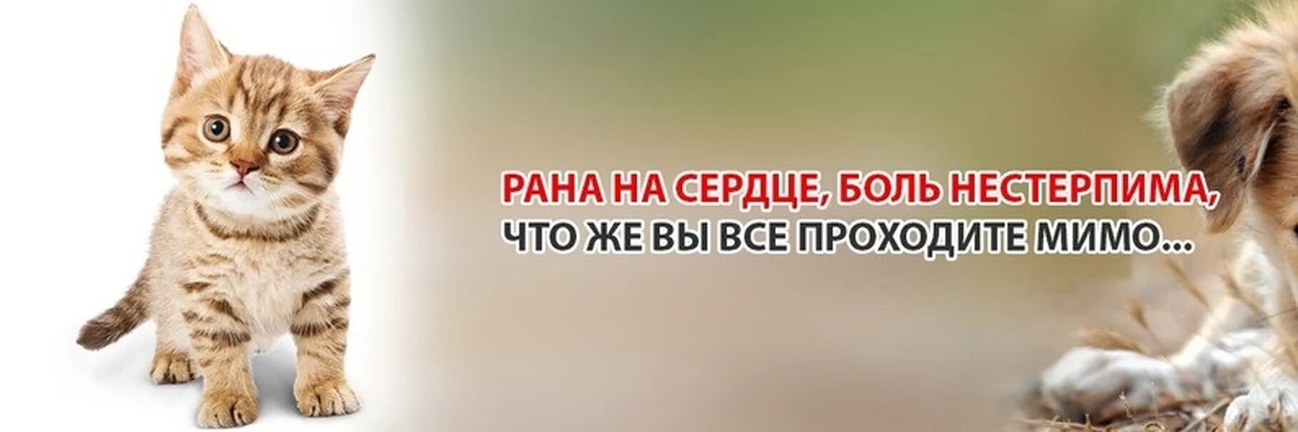 Помоги бездомным животным картинки Приют для кошек доброе сердце