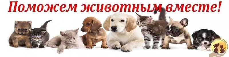 Помоги животным картинки ОБУСО "КЦСОН по Тейковскому и Гаврилово-Посадскому муниципальным районам" Благот