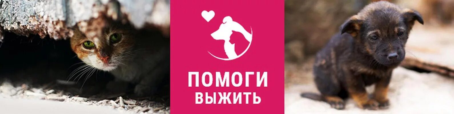 Помогите животным фото ПОМОГИ ВЫЖИТЬ ❣ г. Алчевск Вы собираетесь завести друга? 2024 ВКонтакте