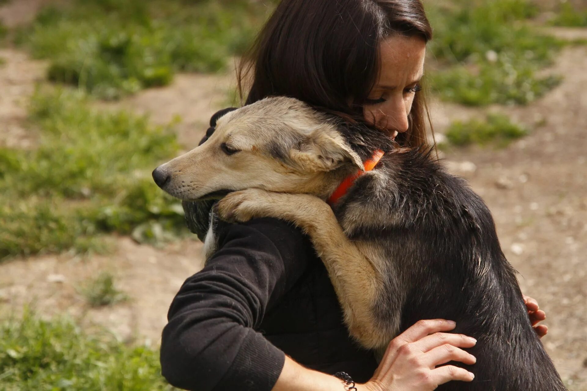 Dogs Rescued From Island Nation After the Only Shelter Closed Due to Vandalism