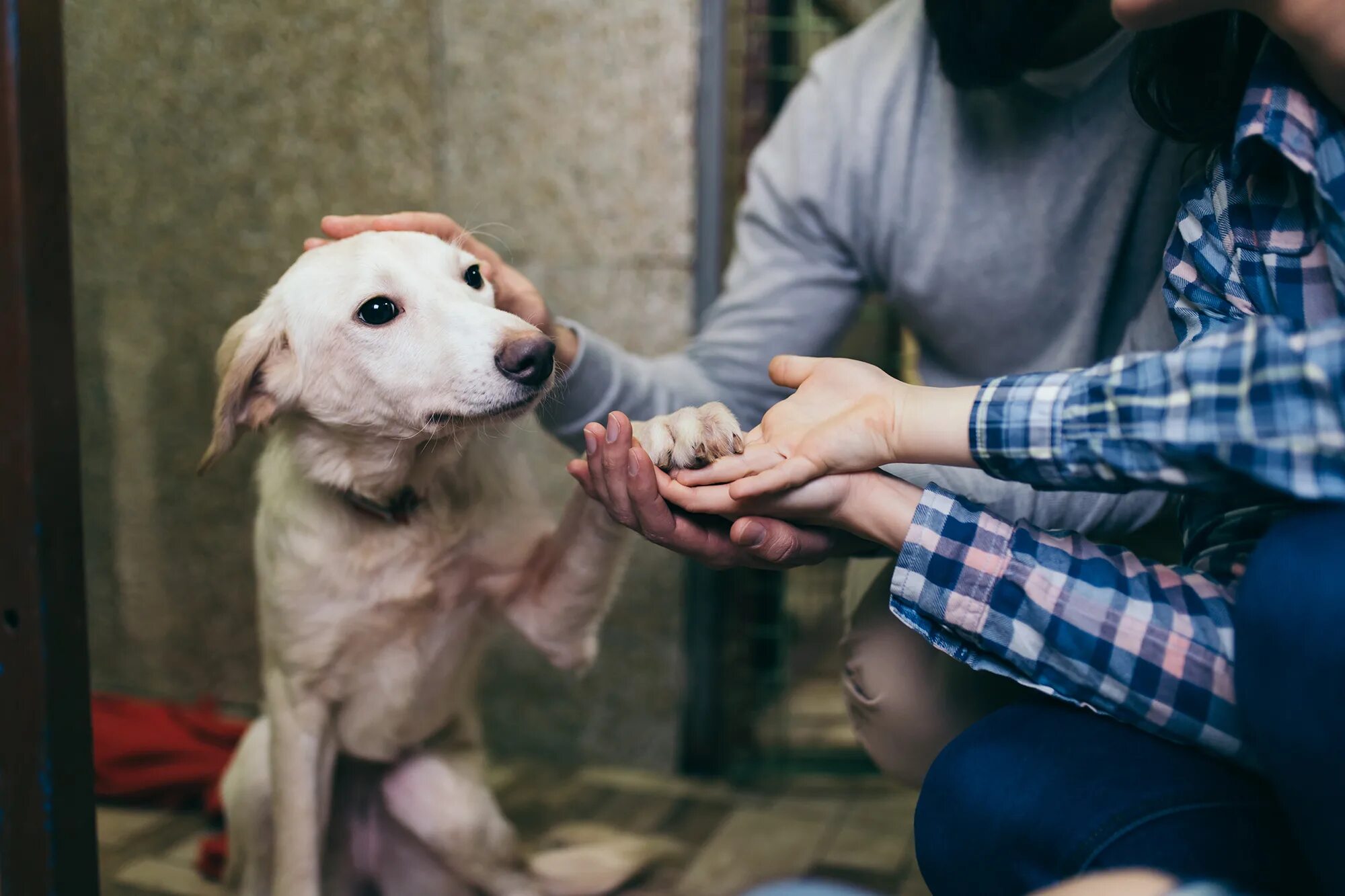 Помогите животным фото New Yorkers adopting, fostering pets to reduce coronavirus lockdown stress