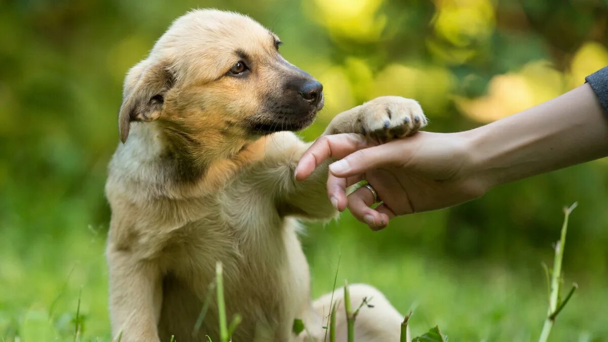 Помогите животным фото Dogs Rescued From Island Nation After the Only Shelter Closed Due to Vandalism