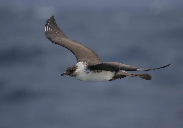 Поморник птица фото Stercorarius pomarinus (Pomarine Jaeger) Средний поморник Graphic design layouts