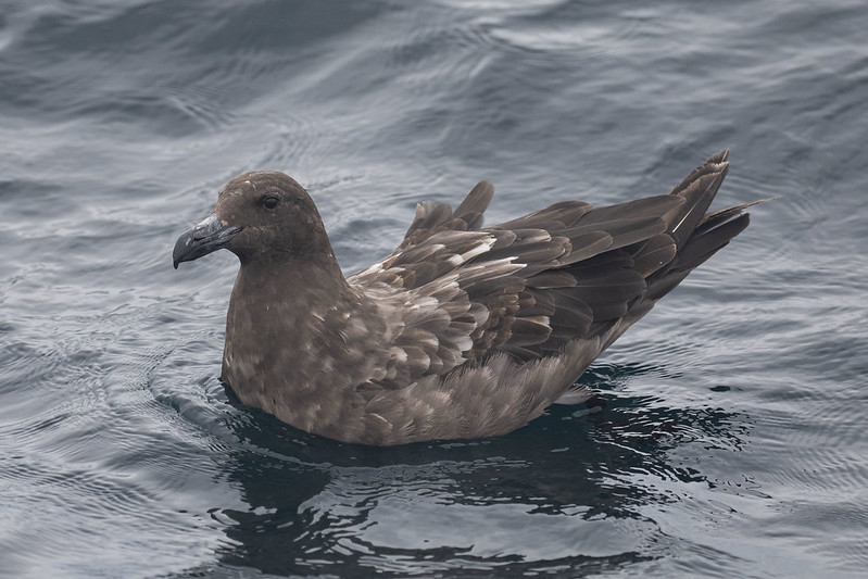 File:Skua antarctique - South Polar Skua.jpg - Wikipedia