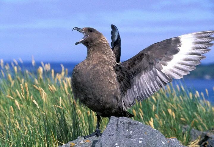 Поморник птица фото Brown Skua (Catharacta antarctica) Sea birds, Bird life list, Pet birds