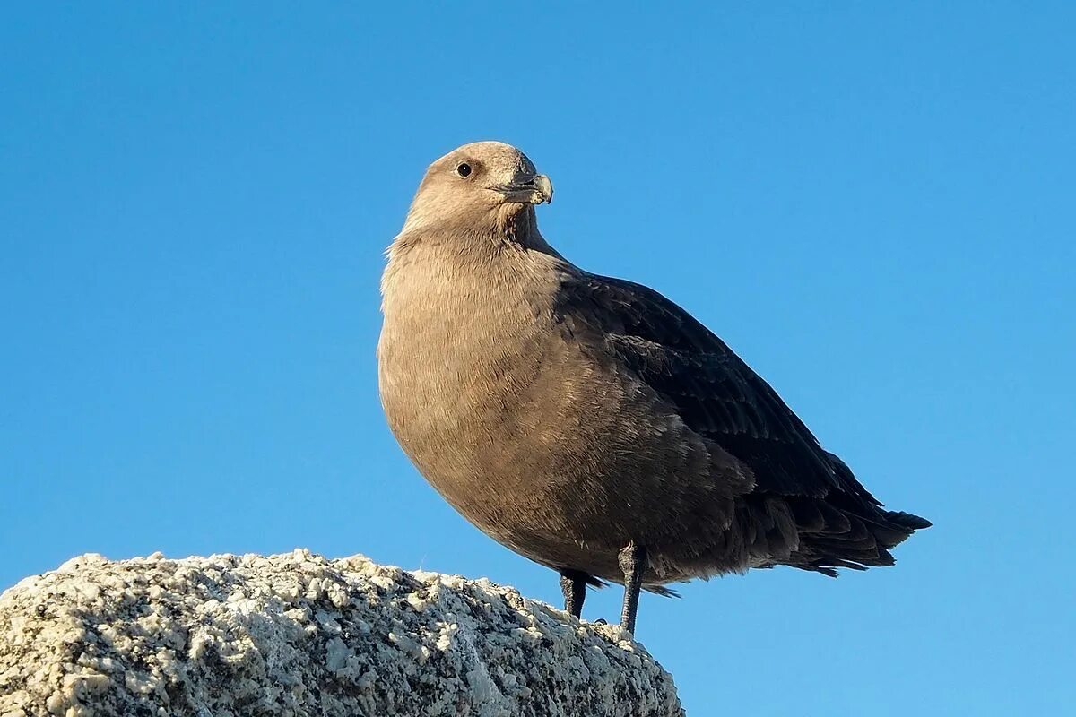 Поморник птица фото File:South polar skua.jpg - Wikipedia