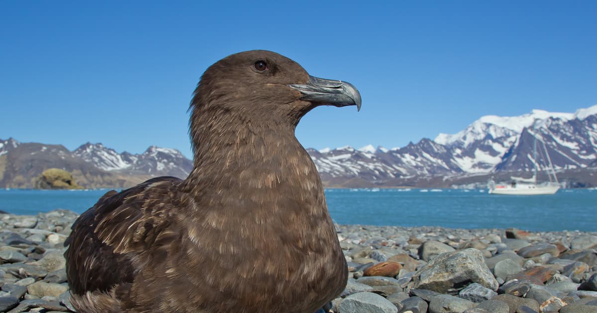 Поморник птица фото Devastating bird flu officially reaches Antarctica for the first time