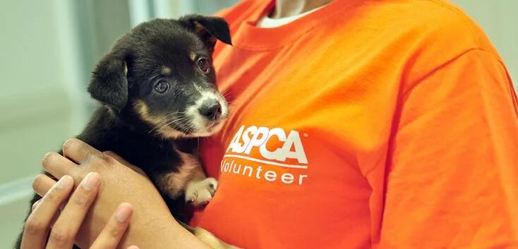 Помощь животным фото Volunteer at the ASPCA Adoption Center Animal shelter volunteer, Aspca, Voluntee