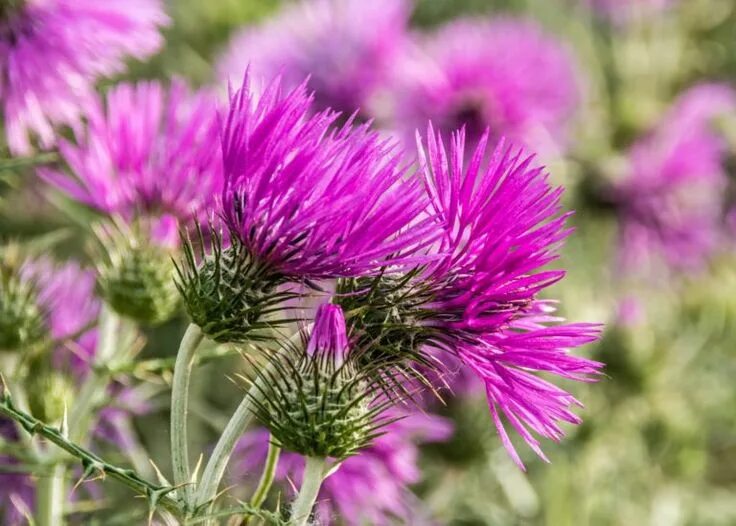 Помпезная трава фото Самые популярные полевые цветы и луговые растения Herb seeds, Flowers perennials