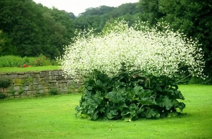 Помпезная трава фото Редкие многолетники: Crambe cordifolia-Катран сердцелистный