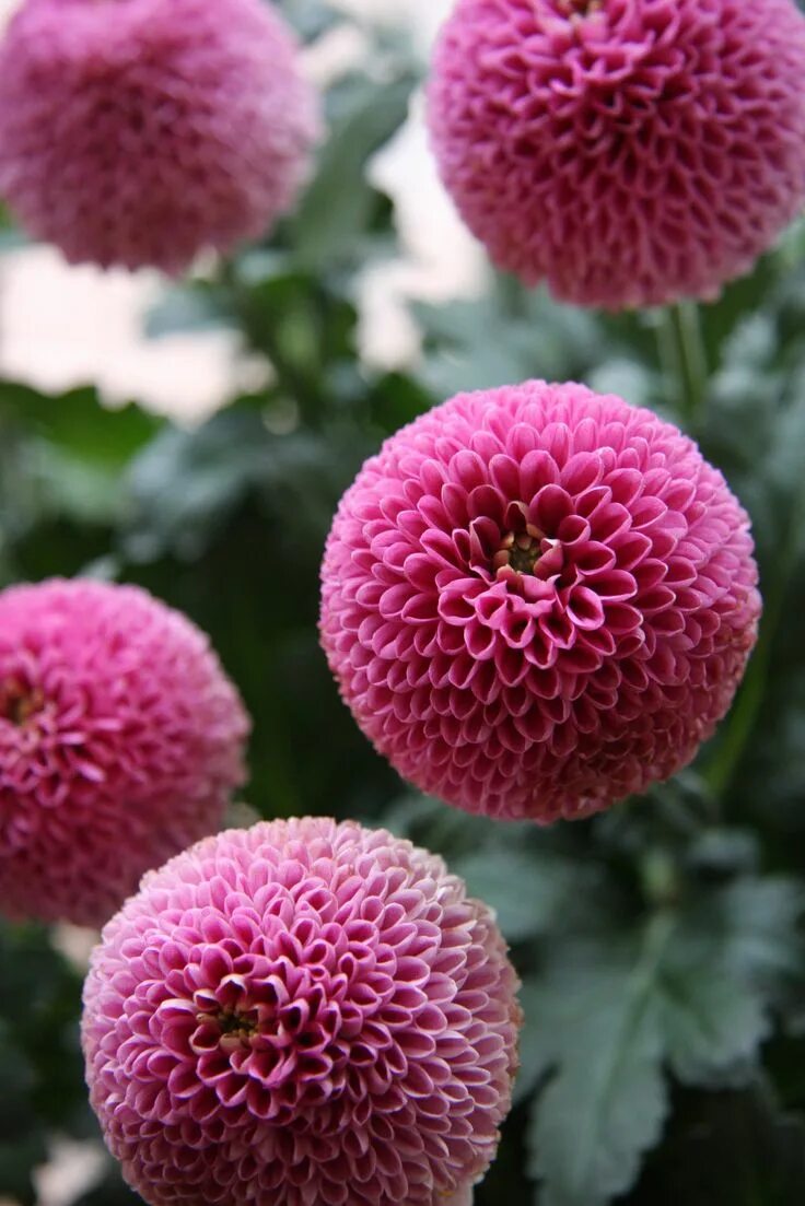 Помпон лилак хризантема фото Chrysanthemum Jenny pink 美 し い 花, 花, 菊 花