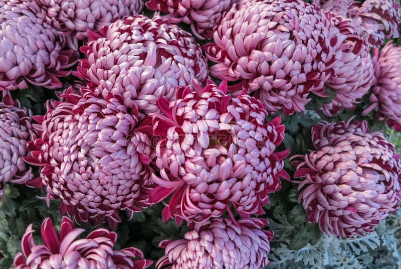 Помпон лилак хризантема фото Purple Pompon Chrysanthemums Stock Photo - Image of chrysanthemums, beautiful: 3