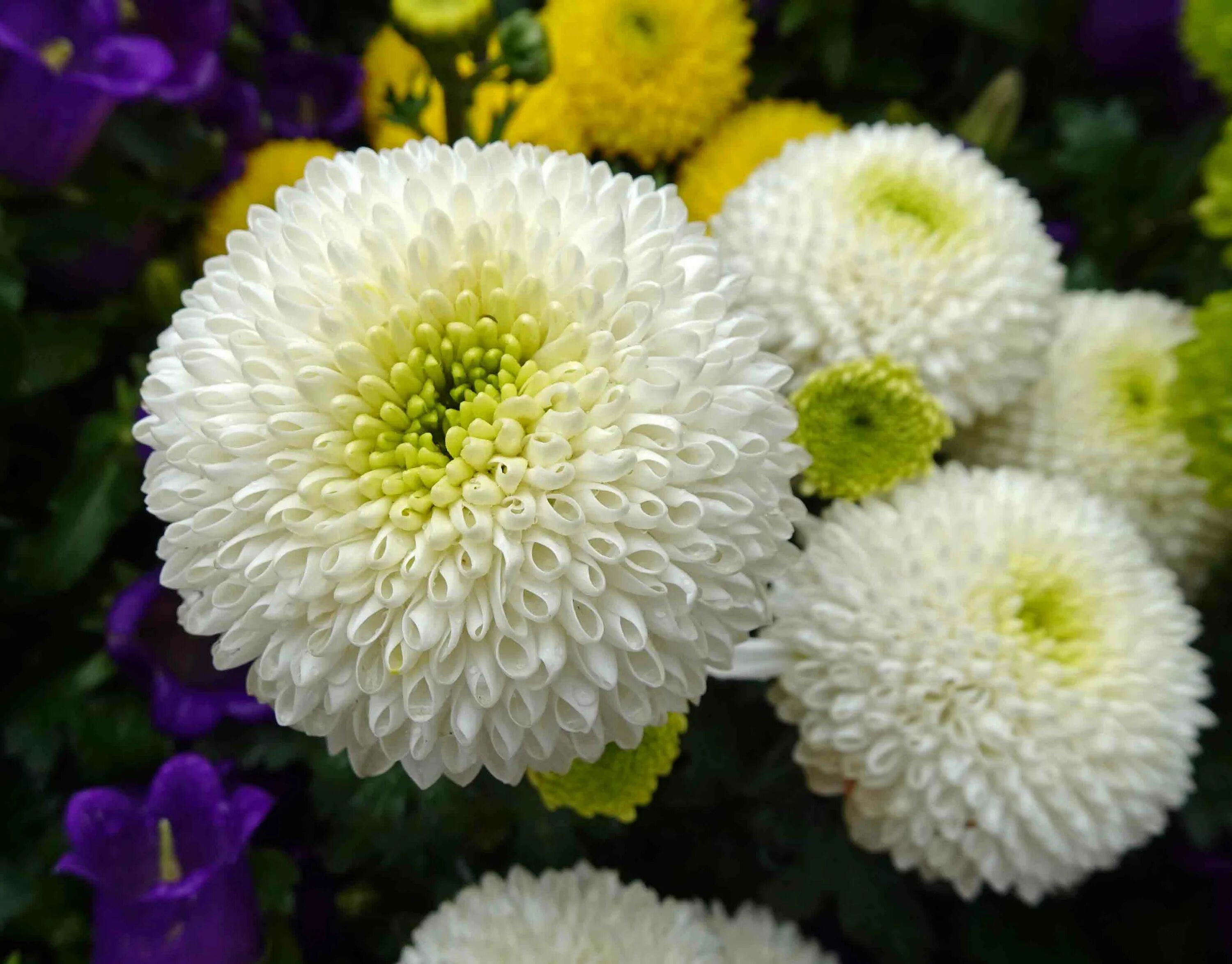 Помпон лилиак хризантема фото и описание File:乒 乓 菊 Chrysanthemum morifolium Pompon Form -香 港 花 展 Hong Kong Flower Show- 