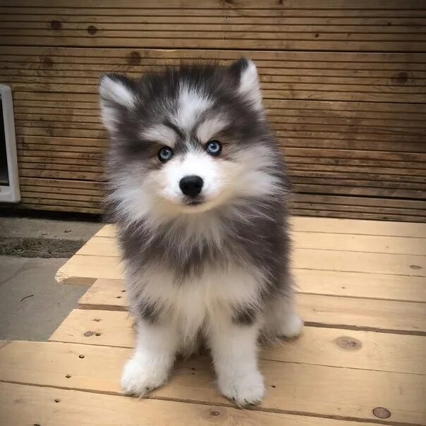 12 Facts About Pomsky, the Adorable Pomeranian Husky Mix