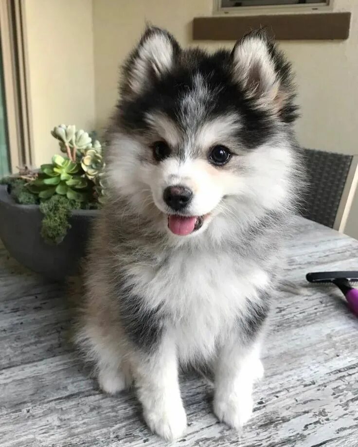 Помски собака фото 12 Facts About Pomsky, the Adorable Pomeranian Husky Mix