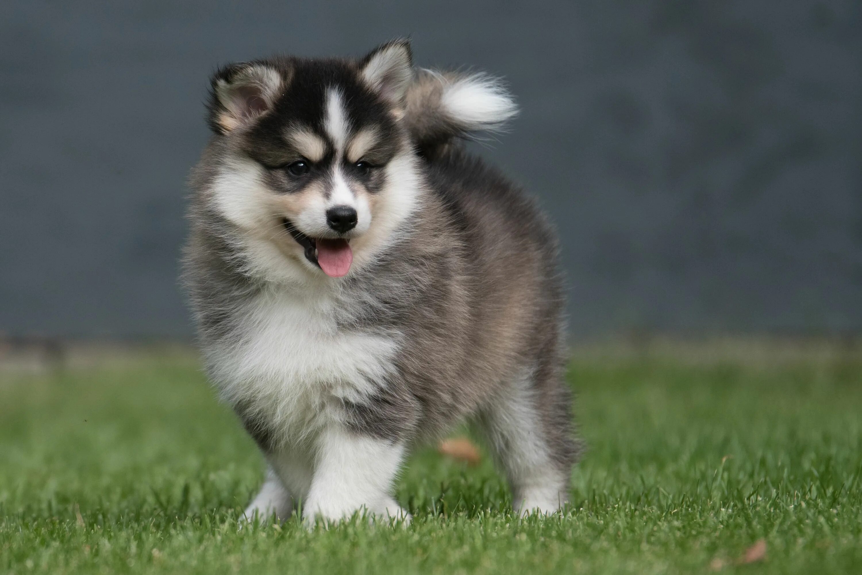 Помски собака фото An association of Pomsky owners and Pomsky breeders. We help you find Pomsky pup