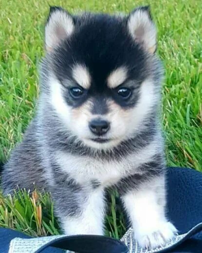 Помски собака фото цена щенка в рублях Pomsky Dog Guide - Pomsky Facts Information Pomsky Dogs